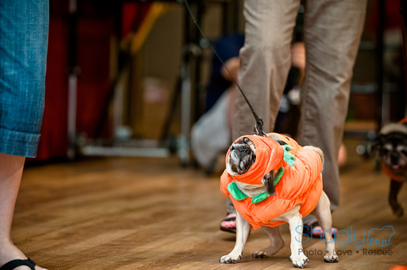PugOWeen-229