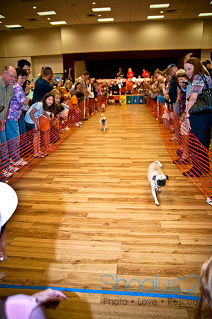 PugOWeen-272