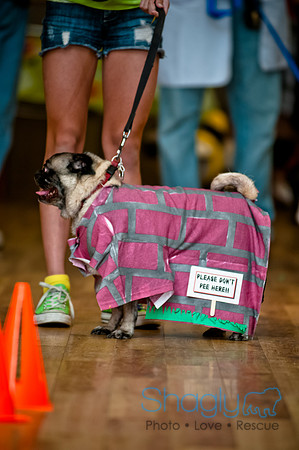 PugOWeen-108
