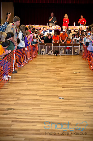 PugOWeen-271
