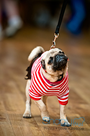 PugOWeen-31