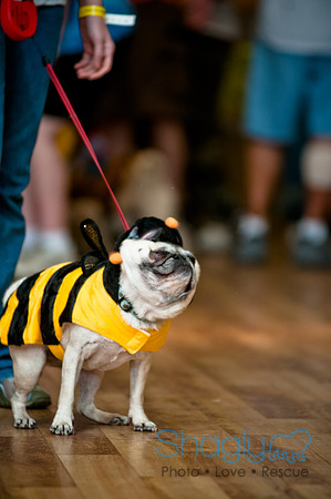 PugOWeen-81