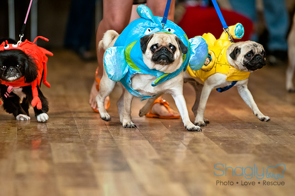 PugOWeen-200