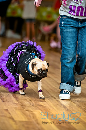 PugOWeen-30