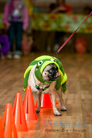 PugOWeen-39