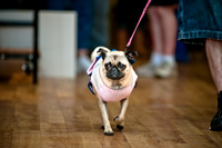 PugOWeen-16