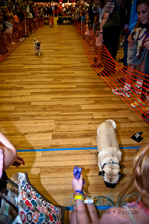 PugOWeen-273