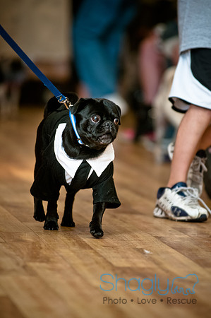 PugOWeen-185