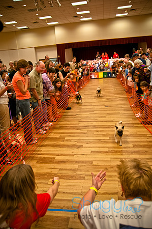 PugOWeen-270