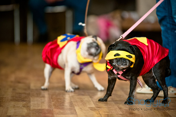 PugOWeen-233
