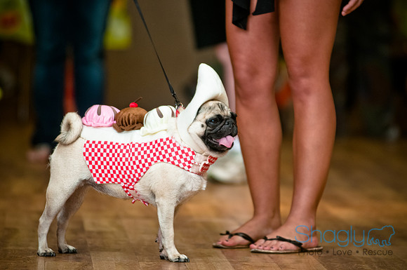 PugOWeen-38