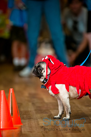 PugOWeen-66