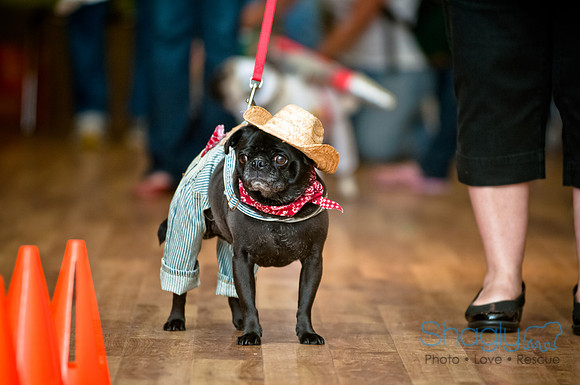 PugOWeen-127
