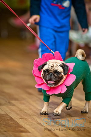 PugOWeen-28