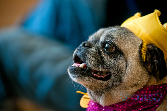 PugOWeen-97