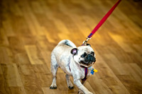 PugOWeen-11