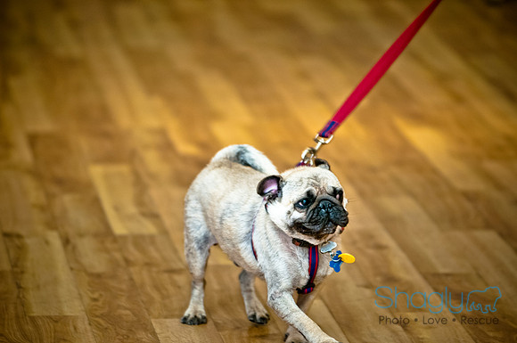 PugOWeen-11
