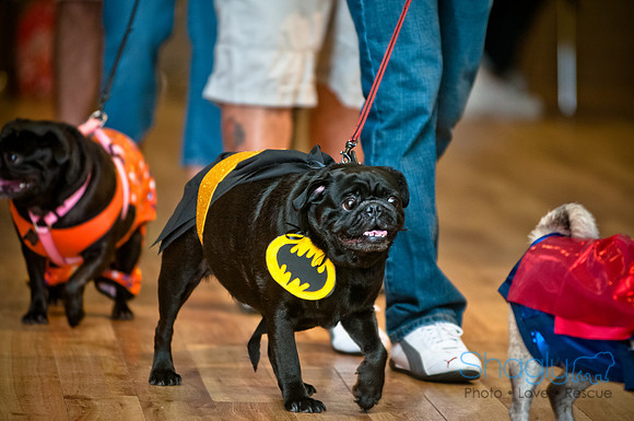 PugOWeen-9