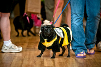 PugOWeen-7