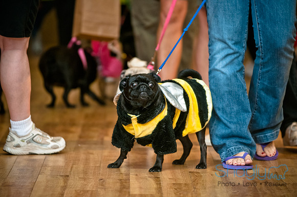 PugOWeen-7