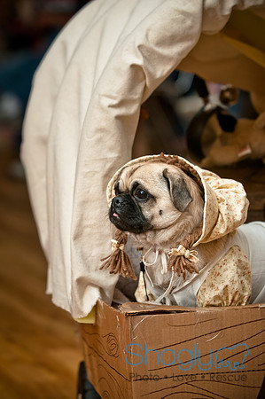 PugOWeen-36