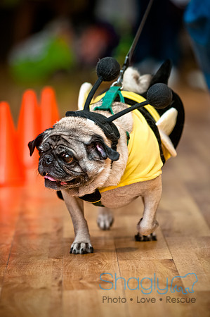 PugOWeen-54
