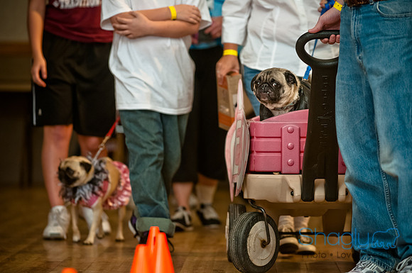 PugOWeen-193