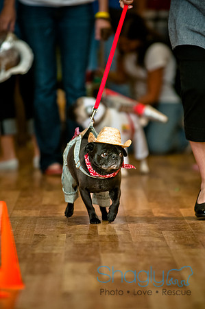 PugOWeen-125