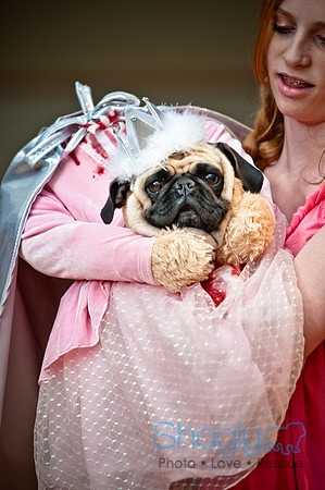 PugOWeen-65