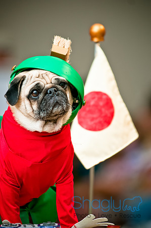 PugOWeen-63