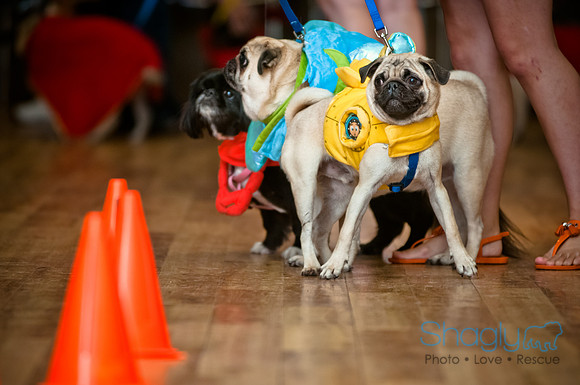 PugOWeen-201