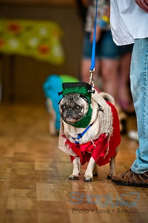 PugOWeen-111