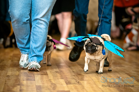 PugOWeen-167