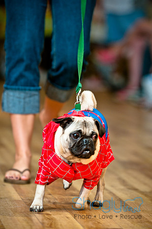 PugOWeen-32