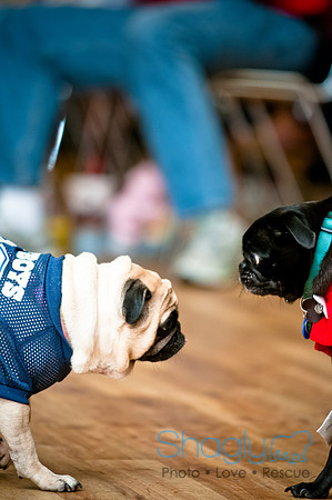 PugOWeen-47
