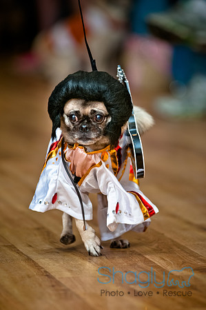PugOWeen-70