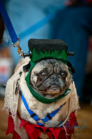 PugOWeen-117