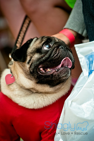 PugOWeen-147