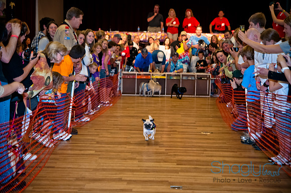 PugOWeen-263