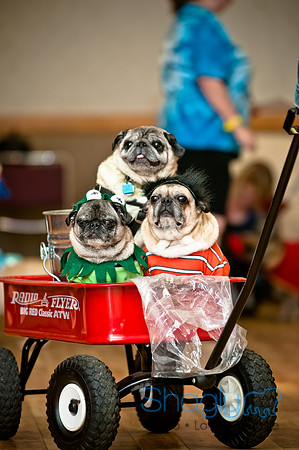 PugOWeen-195