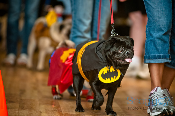 PugOWeen-173