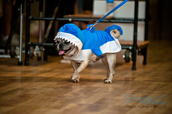 PugOWeen-84