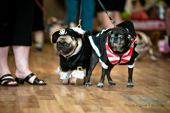 PugOWeen-192