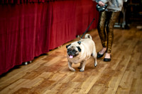 PugOWeen-15