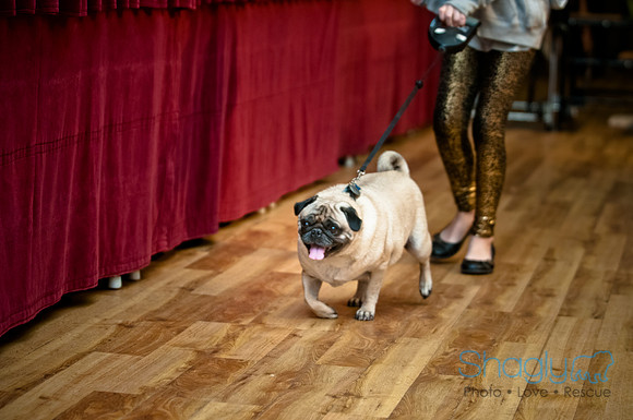 PugOWeen-15