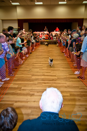 PugOWeen-275