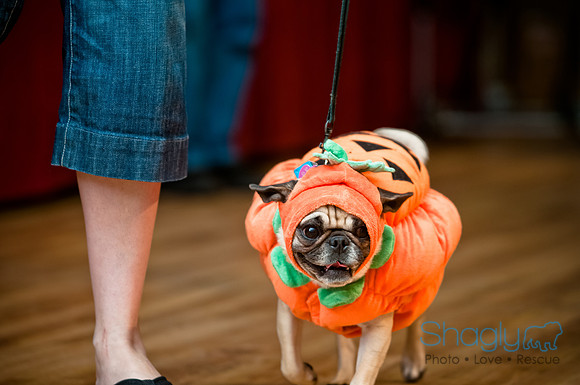 PugOWeen-230