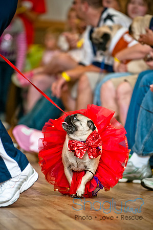 PugOWeen-24