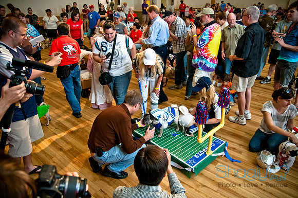 PugOWeen-248