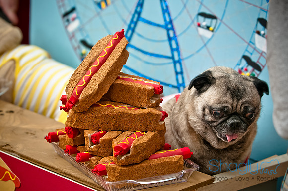 PugOWeen-159